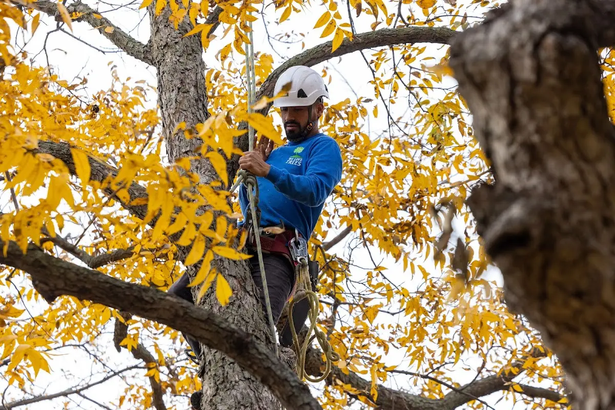 Skilled Tree Planing crew working in Arimo